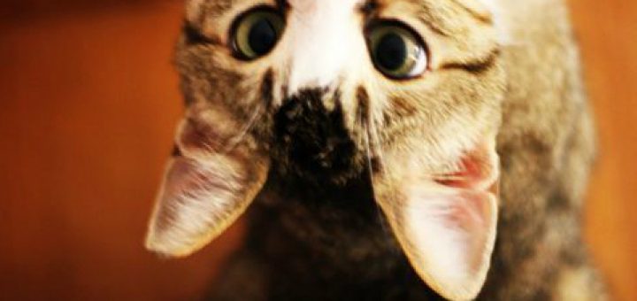 gattino-buffo-a-testa-in-giù