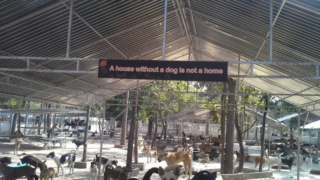 Soi-Dog-canile-tailandia