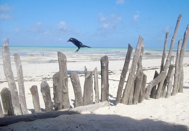 corvo-spiaggia-zanzibar