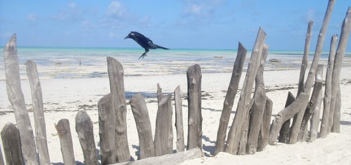 corvo-spiaggia-zanzibar
