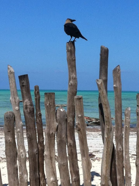 Corvo-nero-non-avrai-il-mio-cappello corvo-spiaggia-palizzata