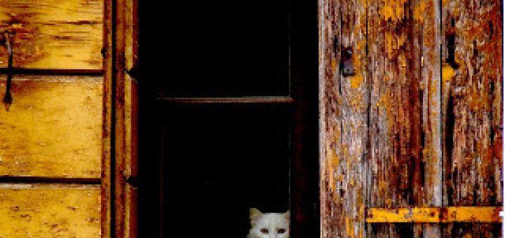 gatto-bianco-alla-finestra-Halloween