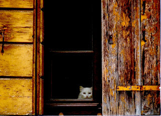 gatto-bianco-alla-finestra-Halloween