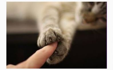 zampe-di-gatto-che-toccano-un-dito