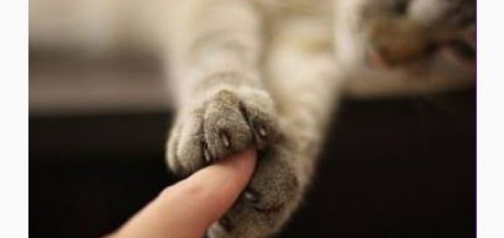 zampe-di-gatto-che-toccano-un-dito