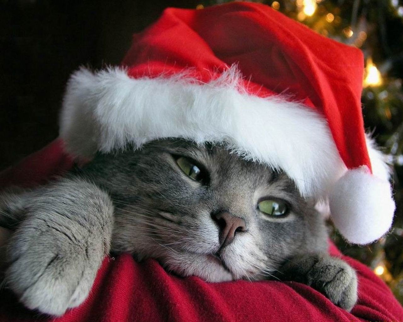 gatto-con-berretto-babbo-Natale
