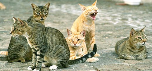 gatti-randagi