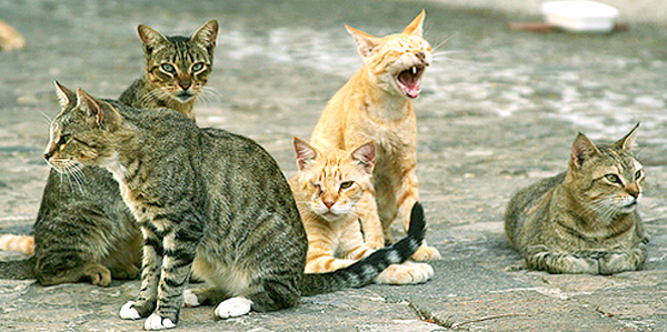 gatti-randagi-astipalea