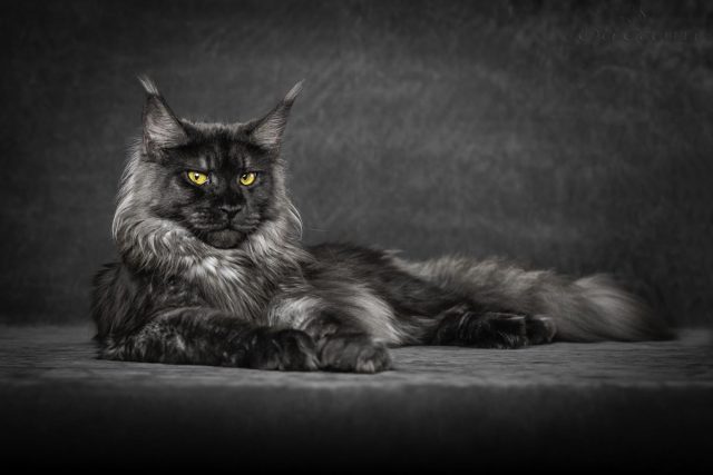 micio scorpione