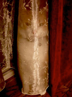 micio vergine