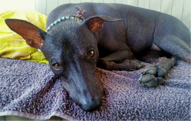 Cane nudo, detto anche Viringo, Chien de Fer o Xoloitzcuintle