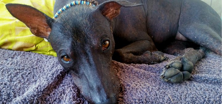 Cane nudo, detto anche Viringo, Chien de Fer o Xoloitzcuintle
