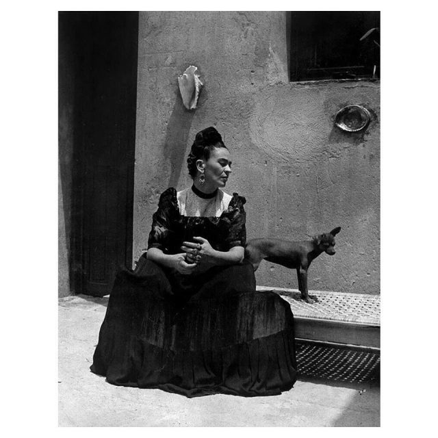 cane nudo Frida Khalo-xolo