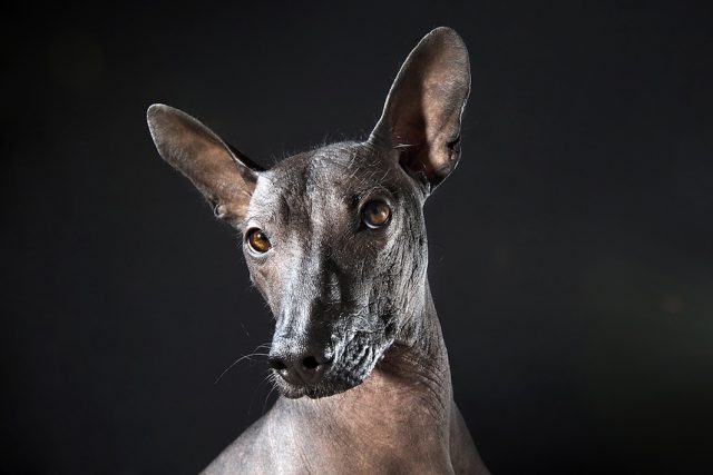 cane nudo Cane nudo-Viringo-Chien-de-Fer-Xoloitzcuintle