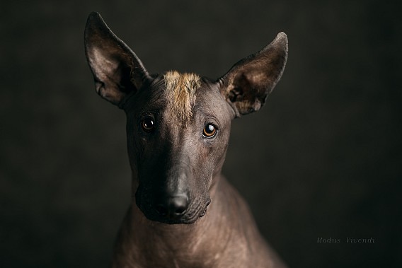 cane nudo Cane nudo-Viringo-Chien-de-Fer-Xoloitzcuintle