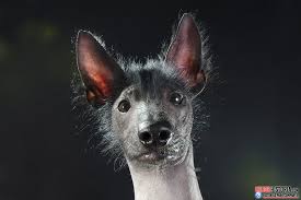 cane nudo Cane nudo-Viringo-Chien-de-Fer-Xoloitzcuintle