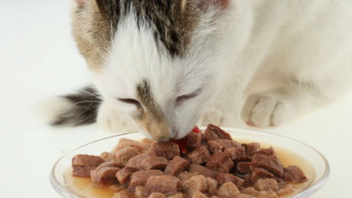 cibo per gatti-ciotola-gatto-foto
