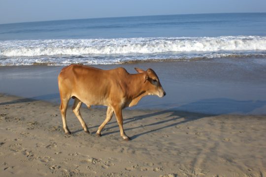 vitello- spiaggia-india