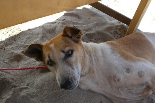 cane-spiaggia