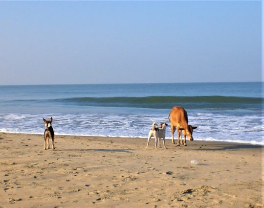 spiaggia-india-animali